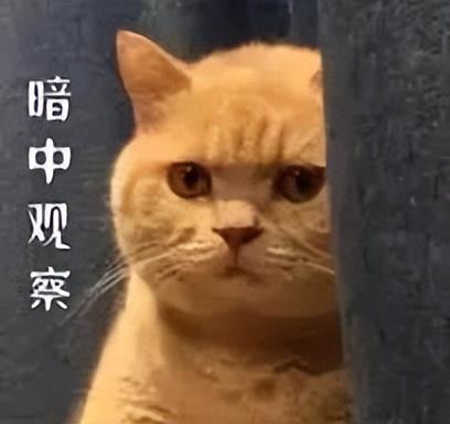 99元的新品让大家都没看明白凯发k8入口小米突然发了个1(图5)